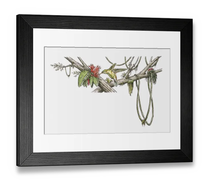 Framed Print : Illustration of a hummingbird drinking nectar from a flower Framed Print : Illustration of a hummingbird drinking nectar from a flower