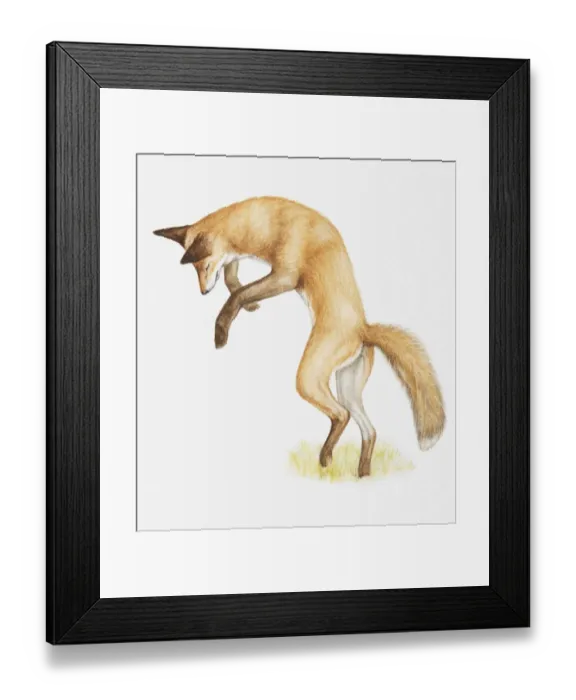 Framed Print : Illustration of a Red fox (Vulpes vulpes) pouncing Framed Print : Illustration of a Red fox (Vulpes vulpes) pouncing