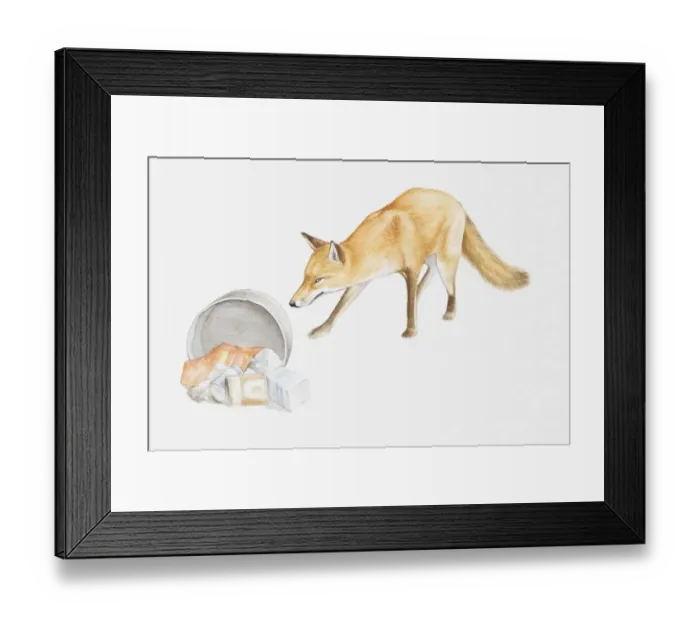 Framed Print : Illustration of a Red fox (Vulpes vulpes) scavenging for food around bin Framed Print : Illustration of a Red fox (Vulpes vulpes) scavenging for food around bin