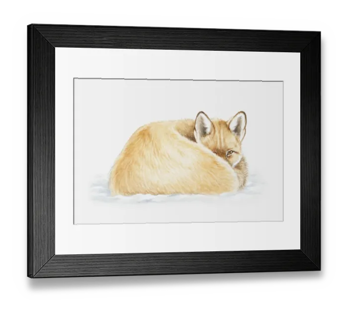 Framed Print : Illustration of a Red fox (Vulps vulpes) lying down curled up, looking Framed Print : Illustration of a Red fox (Vulps vulpes) lying down curled up, looking