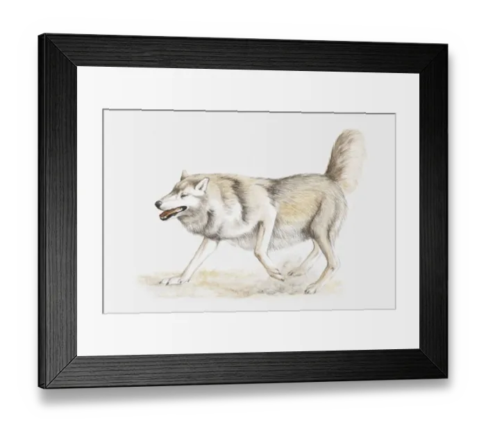 Framed Print : Illustration of a wolf scraping a mark on the ground Framed Print : Illustration of a wolf scraping a mark on the ground