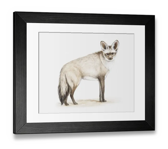 Framed Print : Illustration of a Bat-eared fox (Otocyon megalotis), facing foward Framed Print : Illustration of a Bat-eared fox (Otocyon megalotis), facing foward