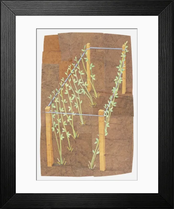 Framed Print : Illustration of plants tied to frame for support Framed Print : Illustration of plants tied to frame for support