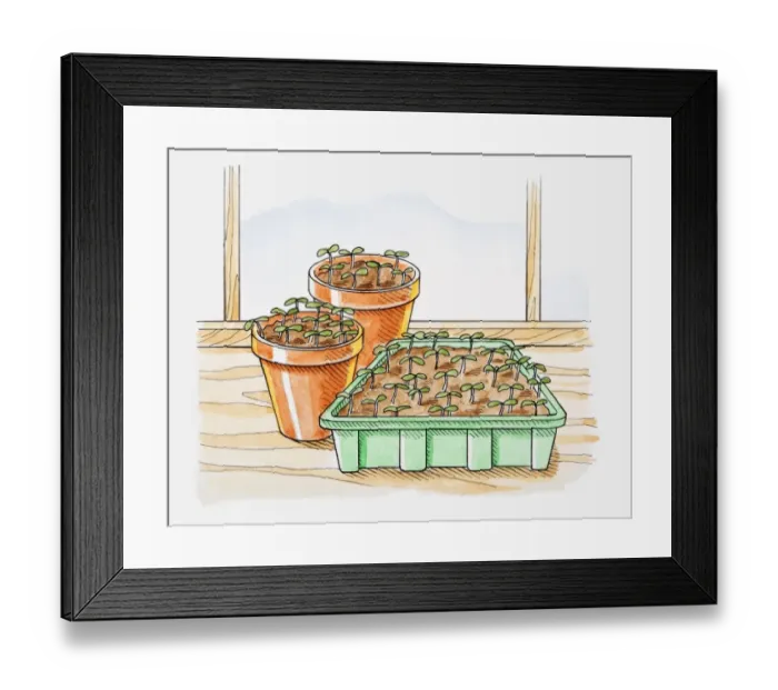 Framed Print : Illustration of seedlings in pots and in seedling tray Framed Print : Illustration of seedlings in pots and in seedling tray