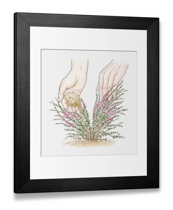 Framed Print : Illustration of hand placing mound of cuttings compost in centre of heather plant (mound layering technique) Framed Print : Illustration of hand placing mound of cuttings compost in centre of heather plant (mound layering technique)