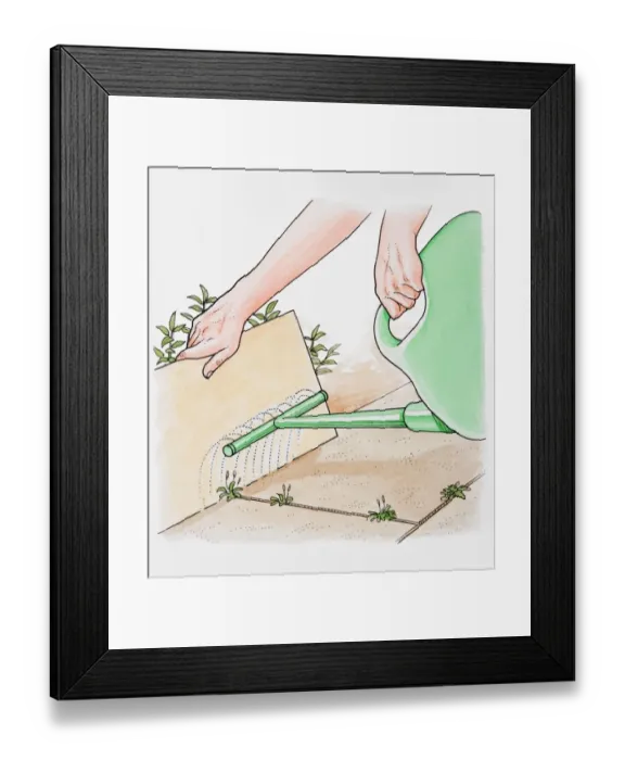 Framed Print : Illustration of hands holding cardboard sheet to protect plants while spraying a weedkiller, close-up Framed Print : Illustration of hands holding cardboard sheet to protect plants while spraying a weedkiller, close-up