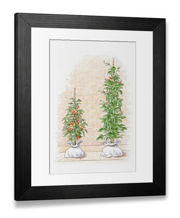 Framed Print : Illustration of tomato and chilli plants in growbags Framed Print : Illustration of tomato and chilli plants in growbags