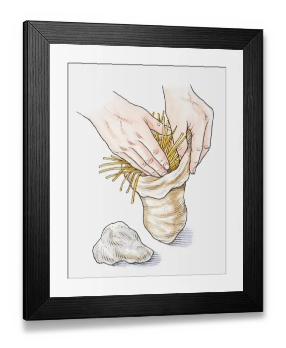 Framed Print : Illustration of hands stuffing sack with barley straw next to a rock, the rock is then attached to the sack and submerged in pond, to prevent growth of algae Framed Print : Illustration of hands stuffing sack with barley straw next to a rock, the rock is then attached to the sack and submerged in pond, to prevent growth of algae