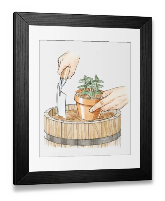 Framed Print : Illustration of hands planting mint in its pot in a larger container, to restrict root growth, using a trowel, close-up