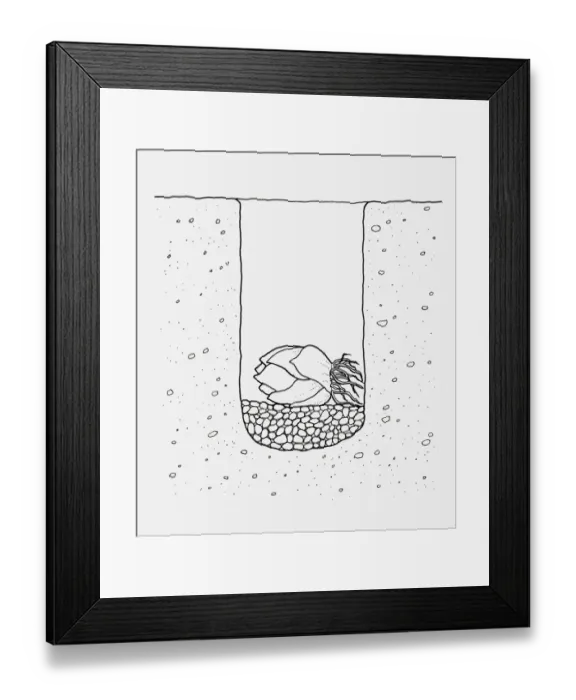 Framed Print : Black and white illustration of lily bulb planted in the ground on a layer of gravel