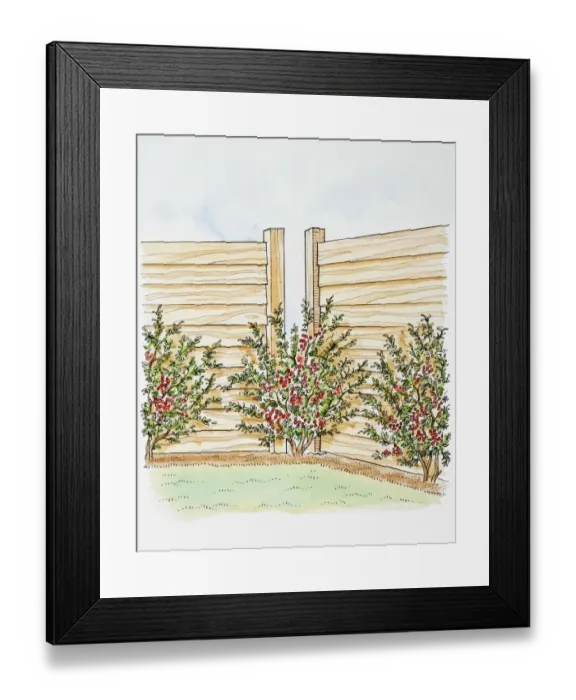 Framed Print : Illustration of Pyracantha shrubs planted along a fence, one covering gap in fence Framed Print : Illustration of Pyracantha shrubs planted along a fence, one covering gap in fence