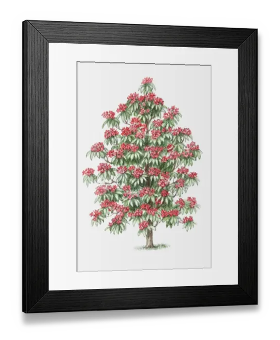 Framed Print : Illustration of Rhododendron shrub bearing red flowers Framed Print : Illustration of Rhododendron shrub bearing red flowers