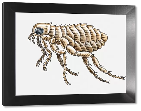 Illustration of Cat Flea (Ctenocephalides felis)