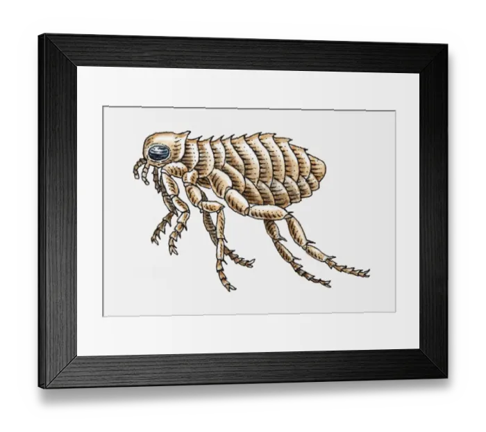 Framed Print : Illustration of Cat Flea (Ctenocephalides felis) Framed Print : Illustration of Cat Flea (Ctenocephalides felis)