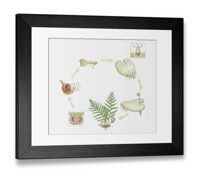 Framed Print : Illustration of the life cycle of a fern, inset showing spermatozoa entering female organ (archegonia) Framed Print : Illustration of the life cycle of a fern, inset showing spermatozoa entering female organ (archegonia)