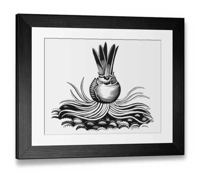 Framed Print : Black and white illustration of plant bulb Framed Print : Black and white illustration of plant bulb