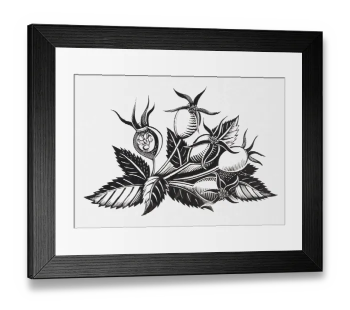 Framed Print : Black and white illustration of rose hips and leaves Framed Print : Black and white illustration of rose hips and leaves