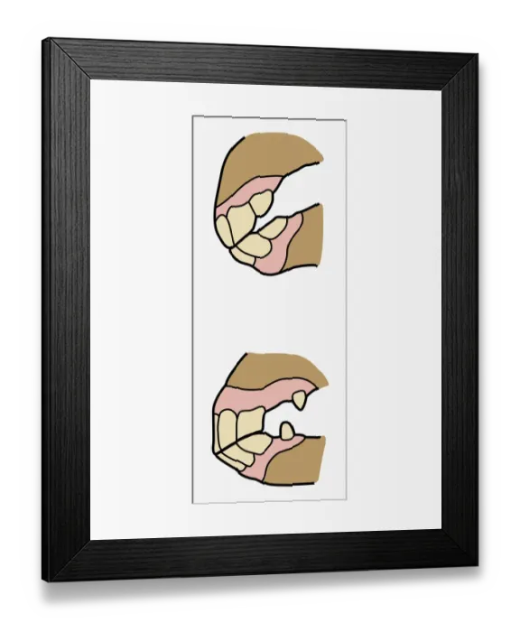 Framed Print : Digital cross section illustration of horse jaw showing development of teeth between one year and ten years