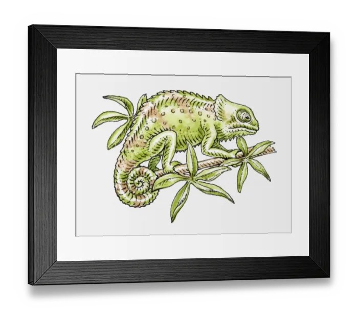 Framed Print : Illustration of green Common Chameleon (Chamaeleo chamaeleon) gripping branch Framed Print : Illustration of green Common Chameleon (Chamaeleo chamaeleon) gripping branch