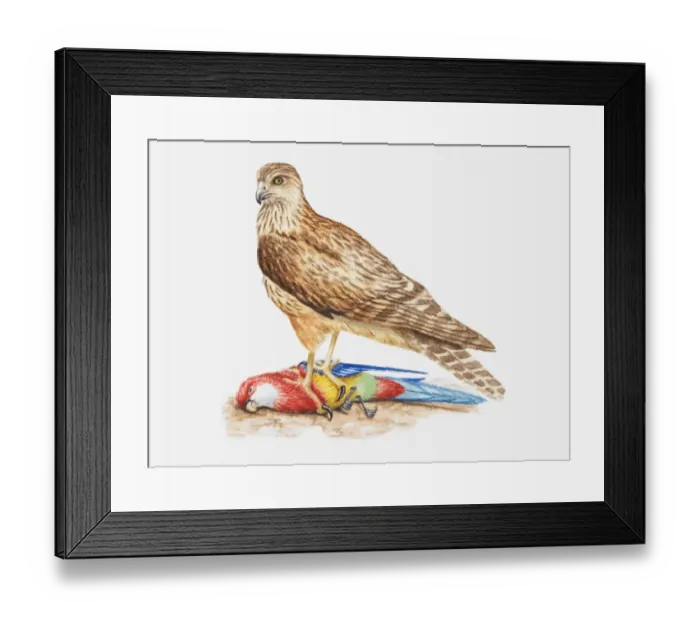 Framed Print : A hawk perched on top of a dead parrot Framed Print : A hawk perched on top of a dead parrot