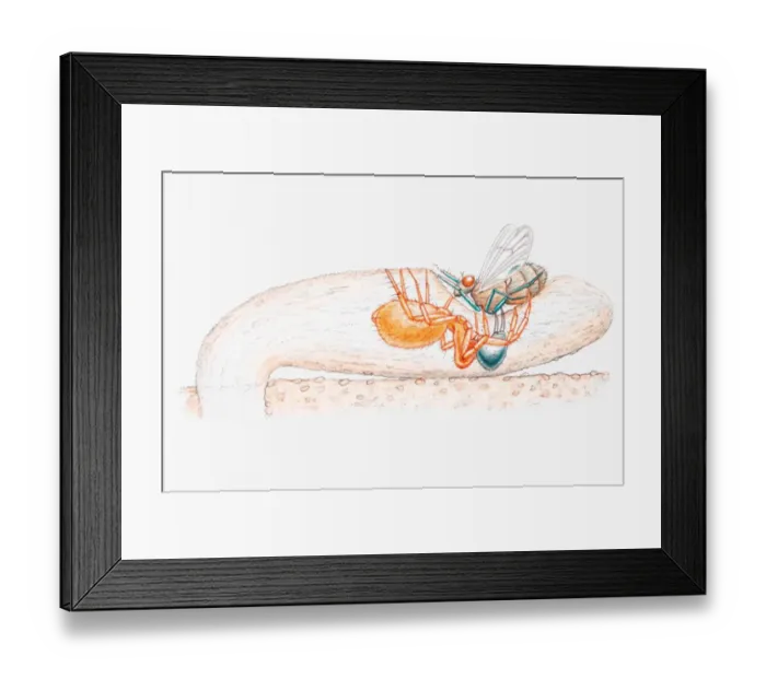 Framed Print : Illustration of a female purse-web spider (Atypidae) dragging an insect from trap into underground burrow Framed Print : Illustration of a female purse-web spider (Atypidae) dragging an insect from trap into underground burrow