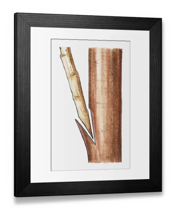 Framed Print : Illustration of scion inserted in rootstock of avocado plant (grafting), close-up Framed Print : Illustration of scion inserted in rootstock of avocado plant (grafting), close-up