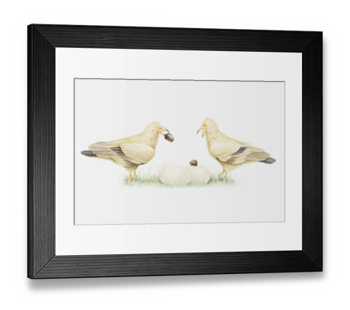 Framed Print : Illustration of pair of Egyptian vultures (Neophron percnopterus) dropping stones on ostrich eggs to crack them open