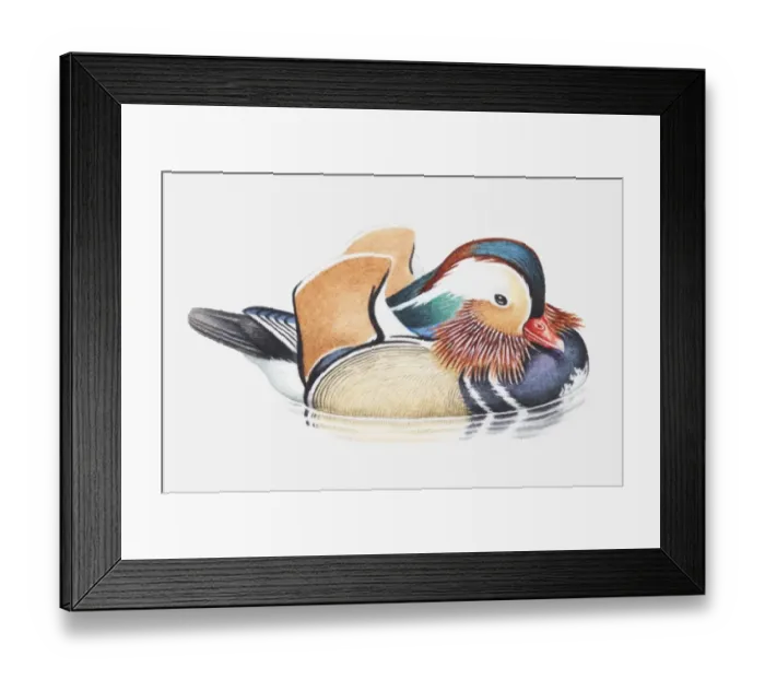 Framed Print : Illustration of a male Mandarin duck (Aix galericulata) in water Framed Print : Illustration of a male Mandarin duck (Aix galericulata) in water