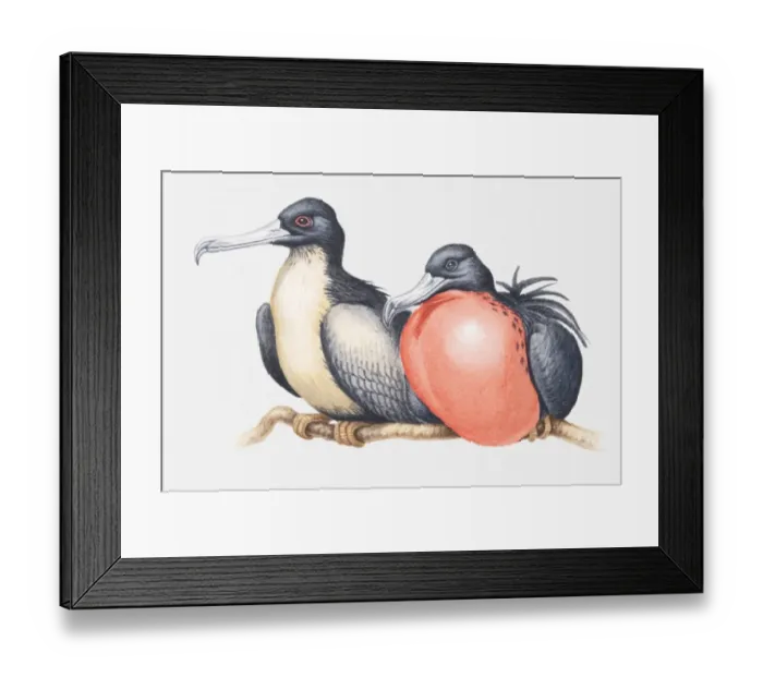 Framed Print : Illustration of male and female Magnificent frigatebirds (Fregata magnificens) sitting side by side