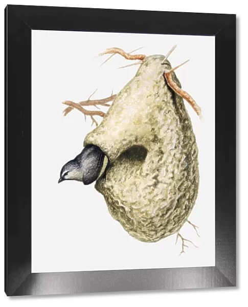 Illustration of Cape penduline tit (Anthoscopus minutus) emerging from hole in nest