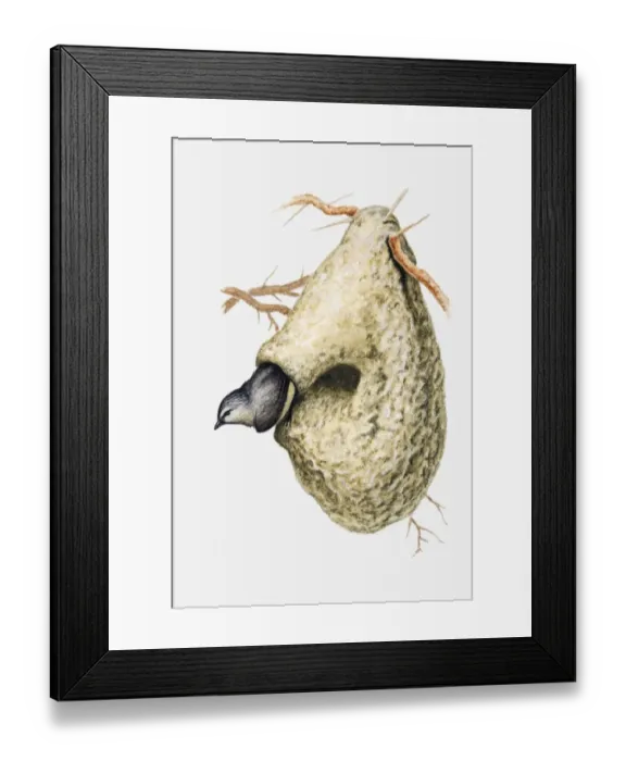 Framed Print : Illustration of Cape penduline tit (Anthoscopus minutus) emerging from hole in nest Framed Print : Illustration of Cape penduline tit (Anthoscopus minutus) emerging from hole in nest