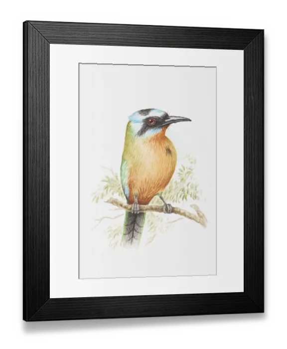 Framed Print : Illustration of a Blue-crowned motmot (Momotus momota) perching on a branch Framed Print : Illustration of a Blue-crowned motmot (Momotus momota) perching on a branch