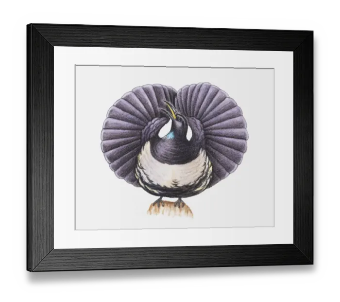 Framed Print : Illustration of a Victorias riflebird (Ptiloris victoriae) with its wings fanned-out Framed Print : Illustration of a Victorias riflebird (Ptiloris victoriae) with its wings fanned-out