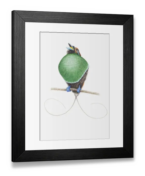 Framed Print : Illustration of a male Magnificent bird of paradise (Cicinnurus magnificus) showing off his curved tail feathers Framed Print : Illustration of a male Magnificent bird of paradise (Cicinnurus magnificus) showing off his curved tail feathers