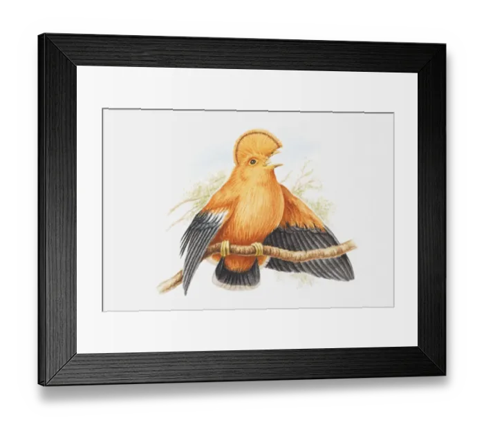 Framed Print : Illustration of a male Guianan cock-of-the-rock (Rupicola rupicola) on a branch, calling Framed Print : Illustration of a male Guianan cock-of-the-rock (Rupicola rupicola) on a branch, calling