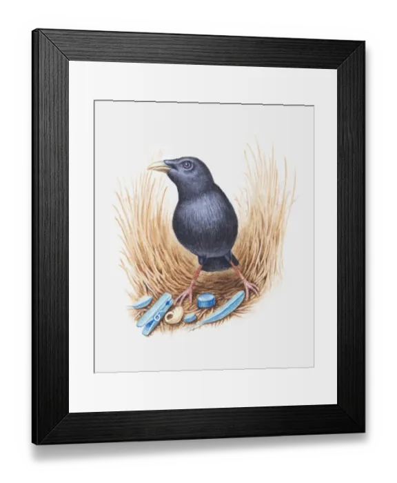 Framed Print : Illustration of male Satin bowerbird (Ptilonorhynchus violaceus) with collection of blue objects to attract a female Framed Print : Illustration of male Satin bowerbird (Ptilonorhynchus violaceus) with collection of blue objects to attract a female