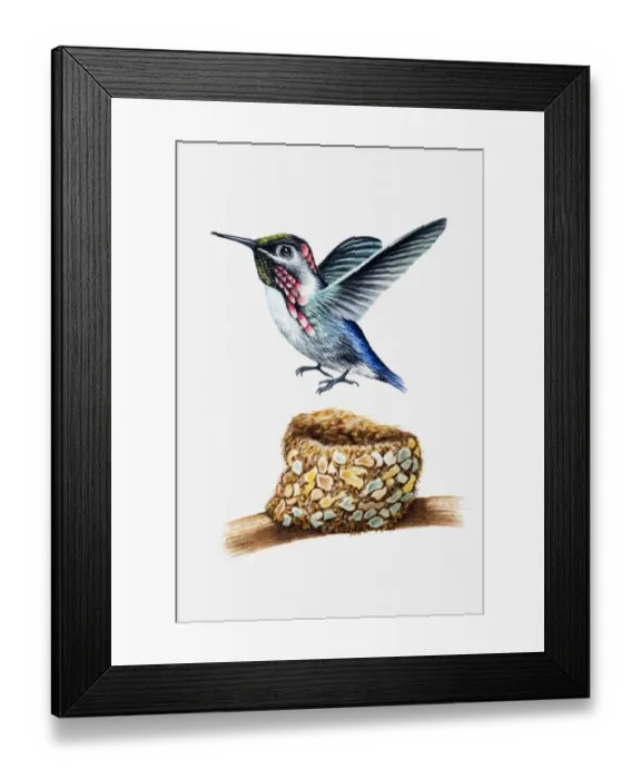 Framed Print : Illustration of Bee hummingbird (Mellisuga helenae) above nest Framed Print : Illustration of Bee hummingbird (Mellisuga helenae) above nest