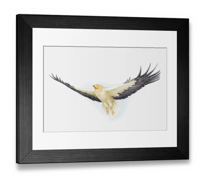 Framed Print : Illustration of an Egyptian vulture (Neophron percnopterus) in flight Framed Print : Illustration of an Egyptian vulture (Neophron percnopterus) in flight