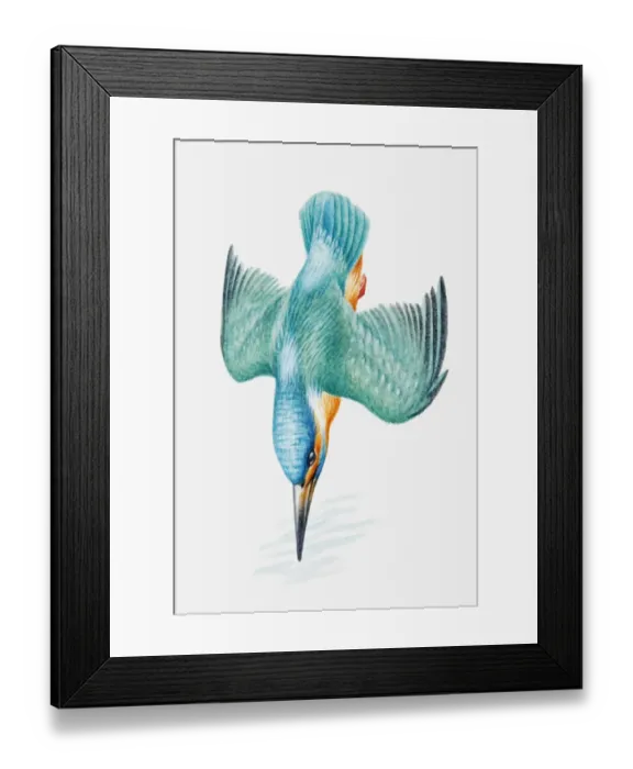 Framed Print : Illustration of Eurasian kingfisher (Alcedo atthis) diving
