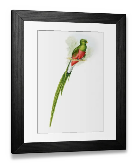 Framed Print : Illustration of a Resplendent quetzal (Pharomachrus mocinno) showing off its long tail Framed Print : Illustration of a Resplendent quetzal (Pharomachrus mocinno) showing off its long tail