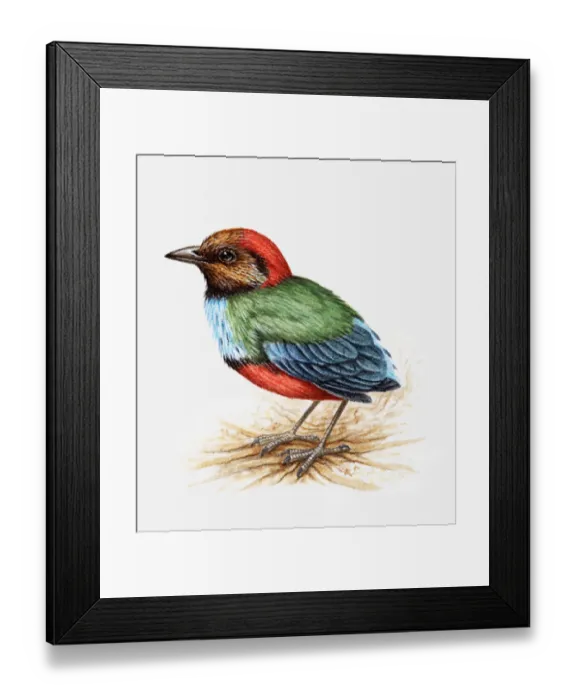 Framed Print : Illustration of a Blue-breasted pitta, also known as Red-bellied pitta (Pitta erythrogaster), side view Framed Print : Illustration of a Blue-breasted pitta, also known as Red-bellied pitta (Pitta erythrogaster), side view