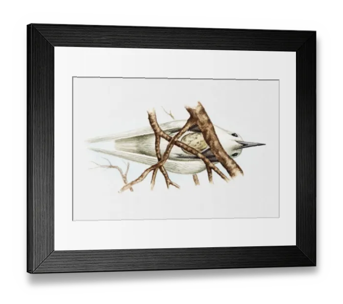 Framed Print : Illustration of Fairy tern (Sterna nereis) sitting on egg balanced on fork of branches, view from below Framed Print : Illustration of Fairy tern (Sterna nereis) sitting on egg balanced on fork of branches, view from below
