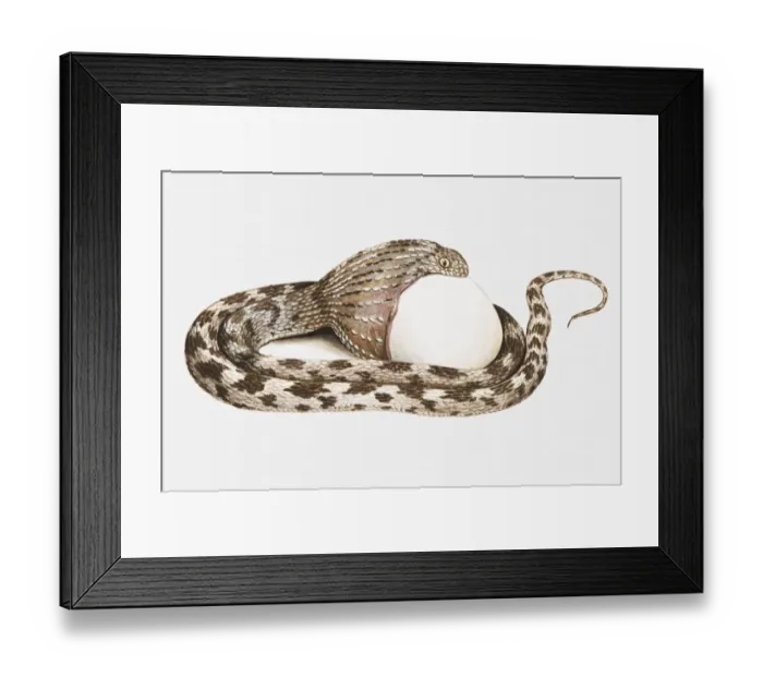 Framed Print : Illustration of egg-eating snake swallowing an egg Framed Print : Illustration of egg-eating snake swallowing an egg