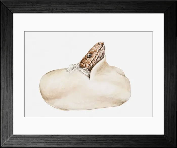 Framed Print : Illustration of cobras head poking out of egg Framed Print : Illustration of cobras head poking out of egg