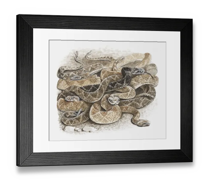 Framed Print : Illustration of group of rattlesnakes coiled up together to hibernate Framed Print : Illustration of group of rattlesnakes coiled up together to hibernate