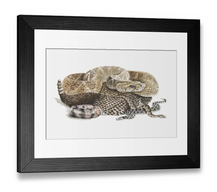 Framed Print : Illustration of baby rattlesnakes with their mother Framed Print : Illustration of baby rattlesnakes with their mother