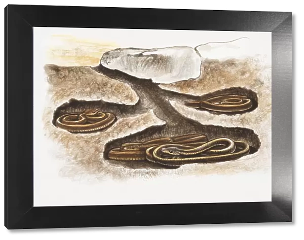 Illustration of snakes hibernating in underground dens
