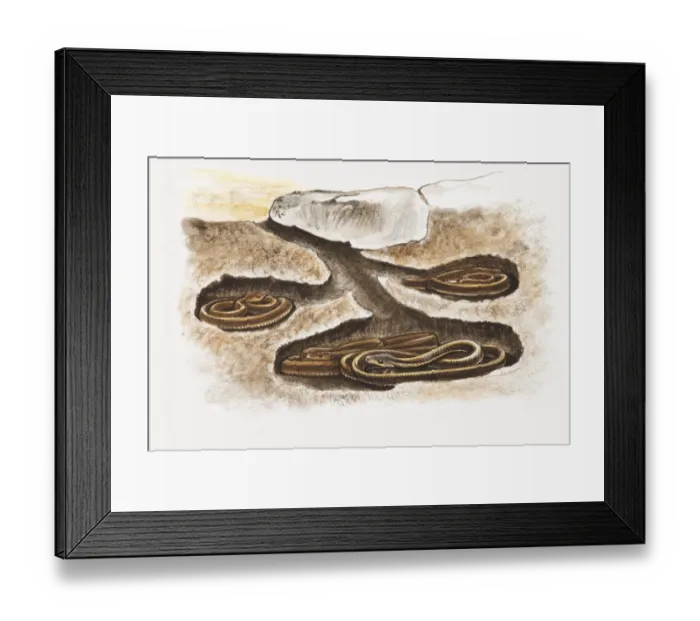 Framed Print : Illustration of snakes hibernating in underground dens Framed Print : Illustration of snakes hibernating in underground dens