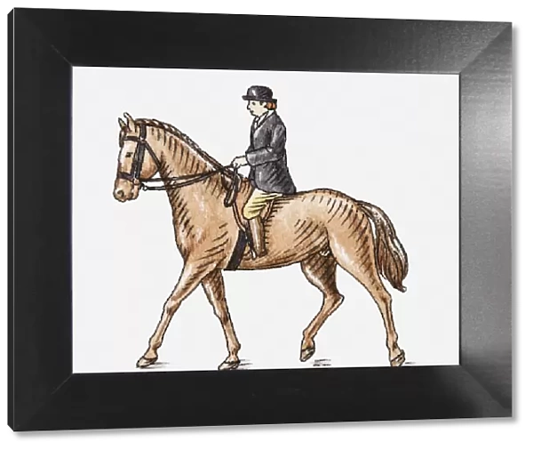 Illustration of horse and rider, side view