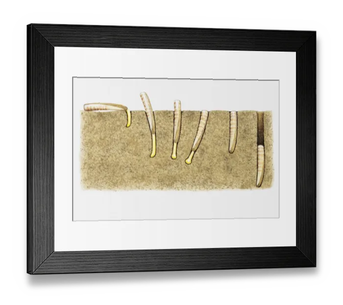 Framed Print : Illustration of the burrowing technique of a Razor clam (Ensis sp. ) Framed Print : Illustration of the burrowing technique of a Razor clam (Ensis sp. )